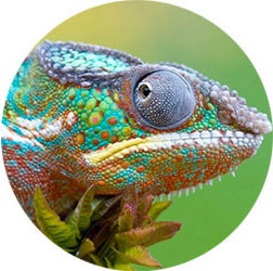 chameleon